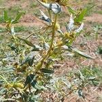 Xanthium spinosumLeaf