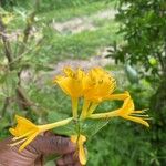 Lonicera hirsuta Floare