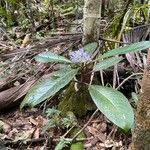 Psychotria leratii Leht
