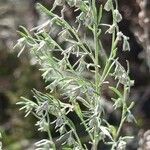 Artemisia austriaca Çiçek