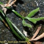 Asplenium seelosii Ліст