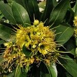 Xanthostemon chrysanthus Flor