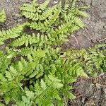 Dryopteris dilatata Лист