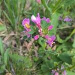 Chamaecytisus purpureus Flower