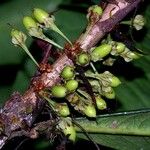 Erythroxylum macrophyllum Plod