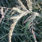 Echinochloa crus-galli花