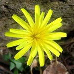 Taraxacum gracilens Blomst