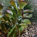 Cotyledon orbiculata Цвят