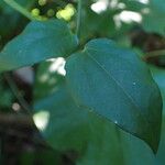 Thunbergia fragrans Foglia