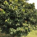 Combretum kraussii Habit