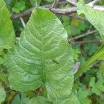 Rumex arifolius Leaf