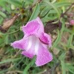 Agalinis genistifolia Λουλούδι