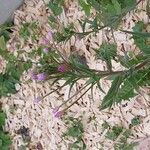 Epilobium parviflorumFlower