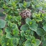 Hydrangea macrophyllaÕis