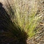 Festuca filiformis Hoja