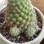 Mammillaria wrightii Hoja