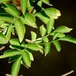 Sambucus nigra Blad