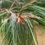 Pinus patula Blomma