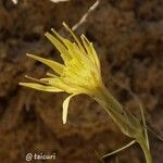 Scorzonera angustifolia Virág