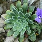 Saxifraga mutata List