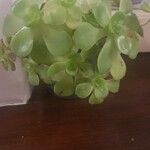 Aeonium castello-paivae Likasa