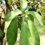 Sterculia monosperma Blad