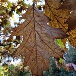 Quercus velutina Folha