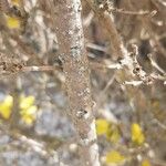 Forsythia viridissima Bark