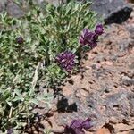 Salvia dorrii Flower