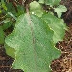 Solanum melongena Blad