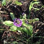 Primula denticulata Flower