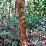 Caesalpinia echinata Bark