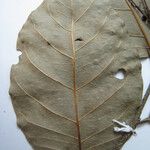 Licania parvifructa Máis