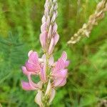 Onobrychis arenaria Blomma