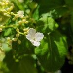 Hydrangea petiolaris花