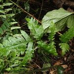 Pteris hamulosa Leaf