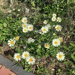 Leucanthemum vulgare Hábito