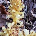 Orobanche flava Flower