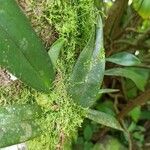 Bulbophyllum longiflorum ഇല