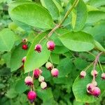 Amelanchier ovalis Fruto