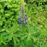 Lupinus polyphyllusЦветок