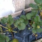 Fragaria chiloensis Leaf