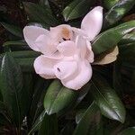 Magnolia virginiana Flower