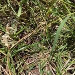 Eragrostis racemosa Liść