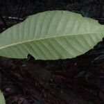 Helicostylis pedunculata Лист
