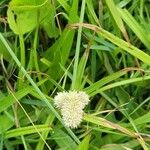 Cyperus sesquiflorus 葉