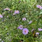 Symphyotrichum novi-belgii Habitus