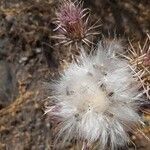 Cirsium occidentale Plod