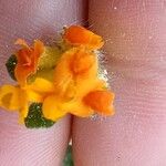 Hymenocarpos lotoides Flor
