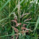 Sorghum halepenseFolla